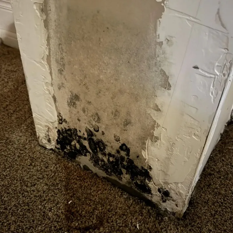 Professional Mold Removal in Burlington, NJ